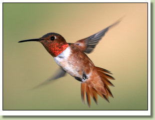 Allen's Hummingbird