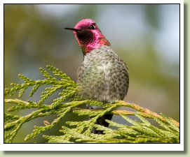 Anna's Hummingbird Image