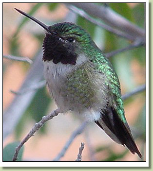 Black Chinned Hummingbird Image