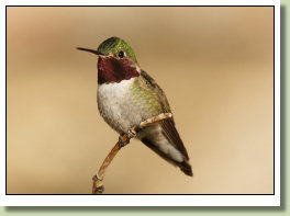 Broadtailed Hummingbird