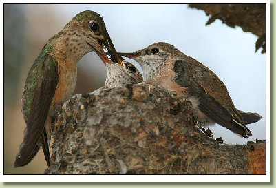 Calliope Parents Feeding Baby Hummingbirds