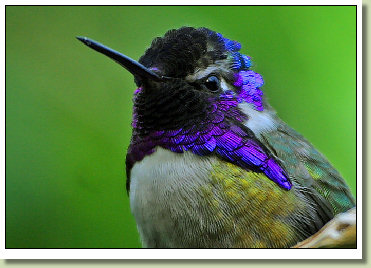 Costa's Hummingbird Image