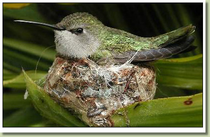 Nesting Hummingbird