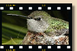 California Hummingbirds