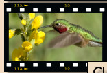 California Hummingbirds