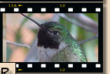 California Hummingbirds