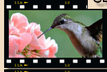 California Hummingbirds