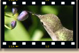 California Hummingbirds