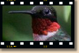 California Hummingbirds