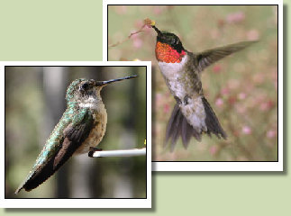 Ruby-Throated Hummingbird