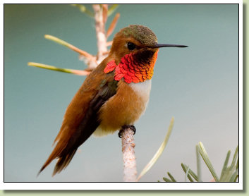 Rufous Hummingbird